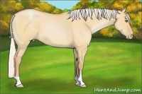 Horse Color:Silver Bay Pearl Dun
