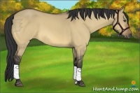 Horse Color:Buckskin Dun