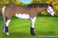 Horse Color:Buckskin Splash 