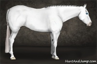 Horse Color:White Spotted Brown Dun Splash Appaloosa 
