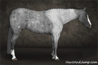 Horse Color:Smoky Blue Roan Sabino 