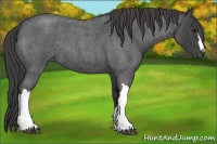 Horse Color:Smoky Blue Roan 