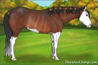 Horse Color:Bay Splash Rabicano