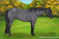 Horse Color:Blue Roan