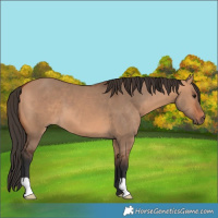 Horse Color:Unknown 