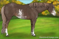 Horse Color:Liver Chestnut Sabino
