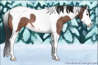 Horse Color:Bay Roan Splash Tobiano 