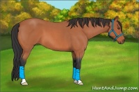 Horse Color:Bay Roan 
