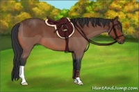 Horse Color:Bay Roan 