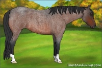 Horse Color:Bay Roan 