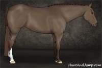 Horse Color:Liver Chestnut 