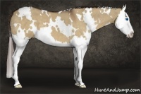 Horse Color:White Spotted Liver Red Dun Splash 