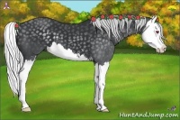 Horse Color:Silver Black Chinchilla Sabino Splash