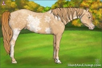 Horse Color:Gold Champagne Ice