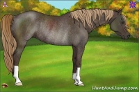 Horse Color:Liver Chestnut Rabicano 