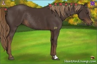Horse Color:Liver Chestnut Rabicano 