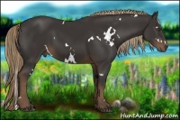 Horse Color:White Spotted Liver Chestnut 