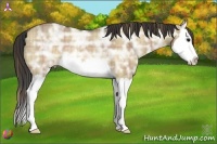 Horse Color:Plaid  Bay Ice Dun Splash Rabicano 