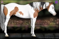 Horse Color:Bay Splash Tobiano