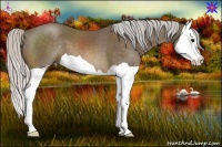 Horse Color:Silver Buckskin Splash