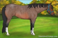 Horse Color:Bay Roan 