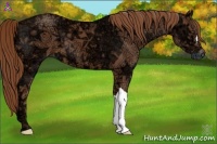 Horse Color:Chestnut Ice 
