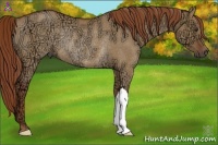 Horse Color:Red Dun Ice Rabicano