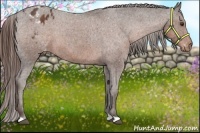 Horse Color:Liver Chestnut Appaloosa 