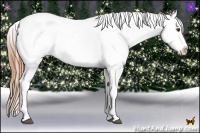 Horse Color:Grullo Pearl Appaloosa 