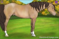 Horse Color:Amber Champagne