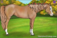 Horse Color:Chestnut Splash 