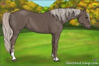 Horse Color:Silver Black Sabino 