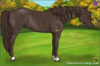Horse Color:Liver Chestnut Rabicano 