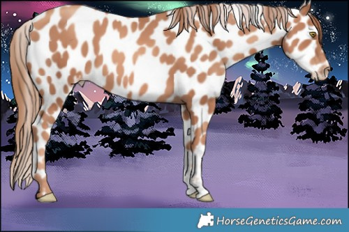 Horse Color:Gold Champagne Sabino Leopard