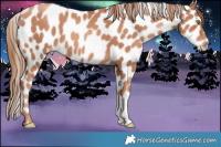 Horse Color:Gold Champagne Sabino Leopard 