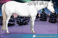 Horse Color:Gold Champagne Sabino Appaloosa 