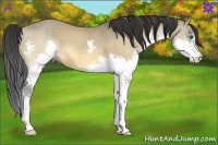 Horse Color:Buckskin Dun Splash 