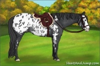 Horse Color:Black Splash Frame Appaloosa Rabicano 