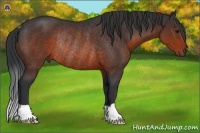 Horse Color:Brown Rabicano