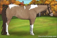 Horse Color:Classic Champagne Tobiano