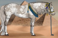 Horse Color:Silver Grullo Ice Splash Frame 