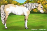 Horse Color:Silver Bay Dun Frame 