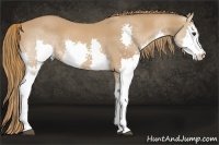 Horse Color:Chestnut Splash 