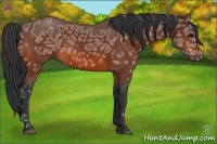 Horse Color:Bay Ice 
