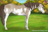 Horse Color:Classic Champagne Splash