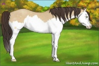 Horse Color:Amber Champagne Dun Splash 
