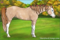 Horse Color:Gold Champagne Splash