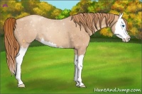 Horse Color:Gold Champagne Splash 