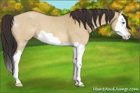 Horse Color:Amber Champagne Dun Splash 