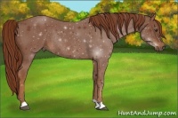 Horse Color:Chestnut Rabicano 